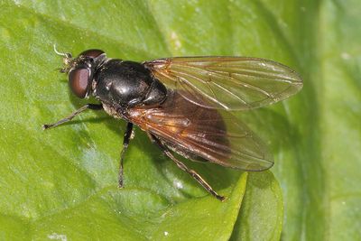 Cheilosia albitarsis -Buttercup Blacklet