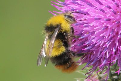 Bombus pratorum - Early Bumblebee