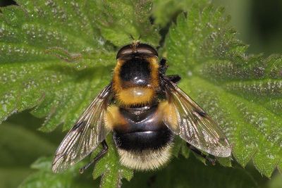 Volucella bombylans - Bumblebee Plumehorn