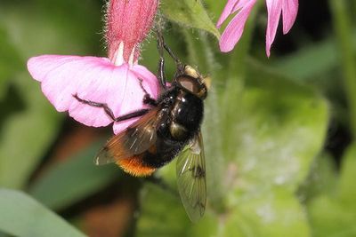 Volucella bombylans - Bumblebee Plumehorn