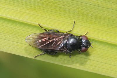 Melanogaster nuda - Naked Wrinklehead