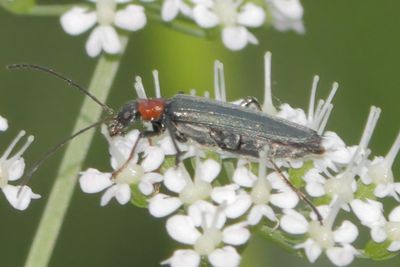 Oedemera croceicollis