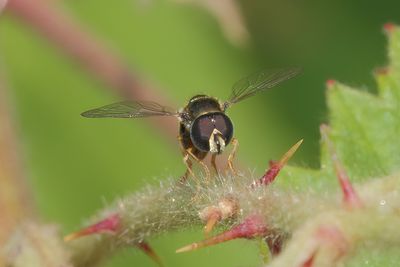 Paragus haemorrhous - Common Grass Skimmer
