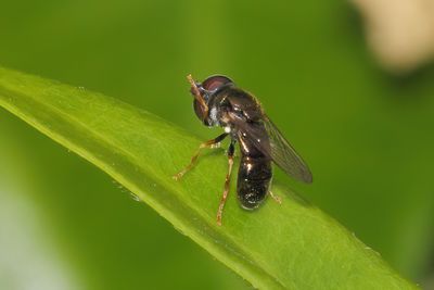 Paragus haemorrhous - Common Grass Skimmer