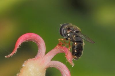 Paragus haemorrhous - Common Grass Skimmer