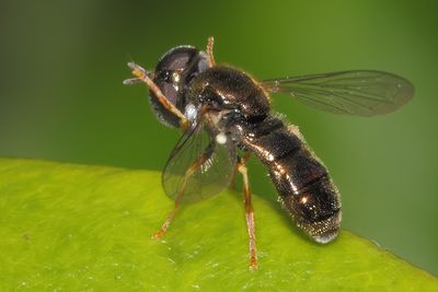 Paragus haemorrhous - Common Grass Skimmer