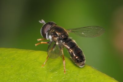 Paragus haemorrhous - Common Grass Skimmer