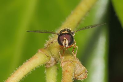 Paragus haemorrhous - Common Grass Skimmer