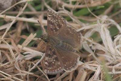 Erynnis tages - Dingy skipper
