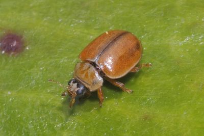 Bruin Lieveheersbeestje