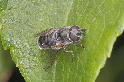 Heringia heringi - Dark-haired Smoothleg