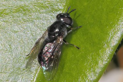 Heringia heringi - Dark-haired Smoothleg