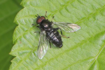 Pipiza noctiluca - Common Pithead