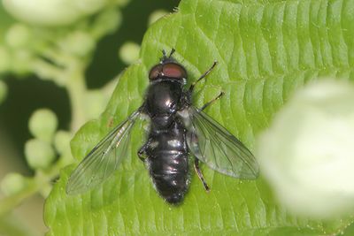 Pipiza noctiluca - Common Pithead
