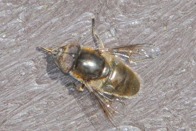 Eristalinus aeneus - Common Lagoon Fly