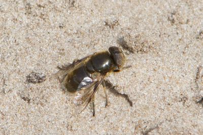 Eristalinus aeneus - Common Lagoon Fly