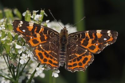 Araschnia levana - Map Butterfly