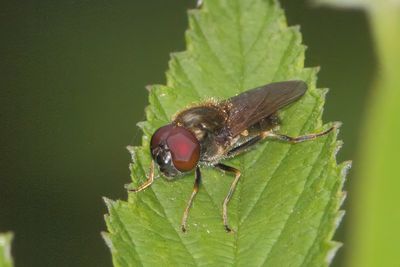 Cheilosia scutellata - Bolete Blacklet