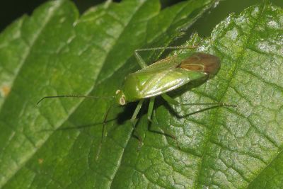 Lygocoris pabulinus