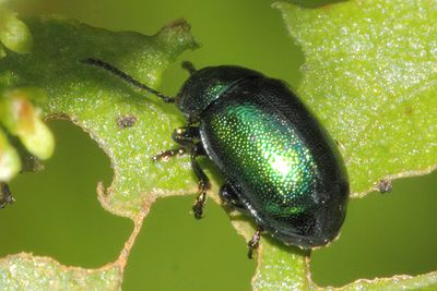 Gastrophysa viridula - Green Dock Beetle