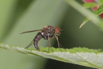 Chrysopilus cristatus