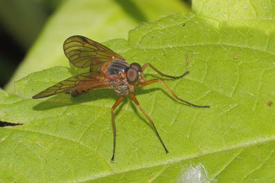 Rhagio immaculatus - 