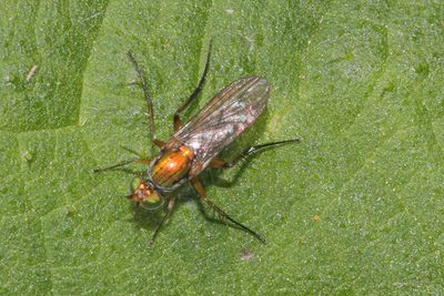 Poecilobothrus chrysozygos