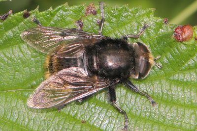 Merodon equestris var. validus - Narcissus Bulb Fly