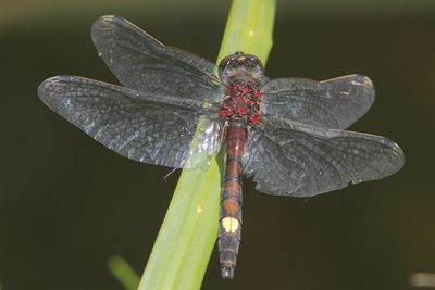 Leucorrhinia pectoralis - Large White-faced Darter