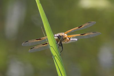 Libellula quadrimaculata - Four-spotted Chaser