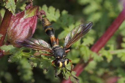 Physocephala rufipes - Waisted Beegrabber