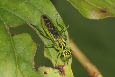 Rhogogaster viridis s.l. - Green Sawfly