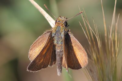 Thymelicus acteon - Lulworth Skipper