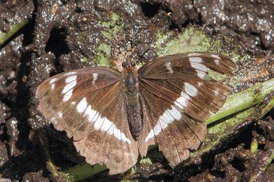 Limenitis camilla - White Admiral