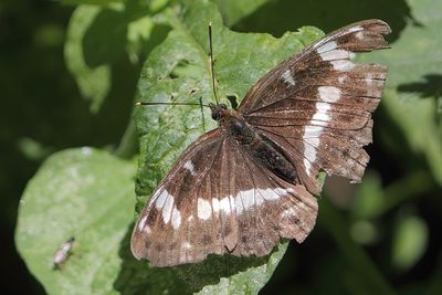 Limenitis camilla - White Admiral