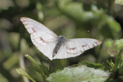 Piersis napi - Green-veined White