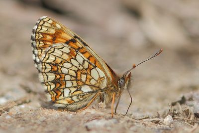 Melitaea diamina - False Heath Fritillary