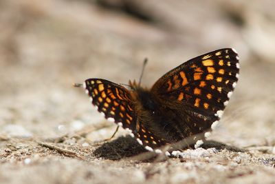 Melitaea diamina - False Heath Fritillary