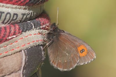 Erebia euryale - Large Ringlet