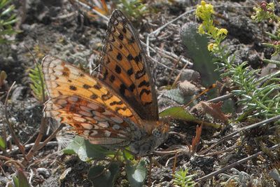 Fabriciana niobe - Niobe Fritillary