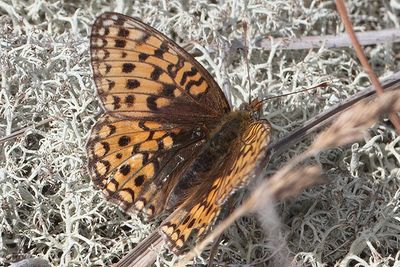 Fabriciana niobe - Niobe Fritillary