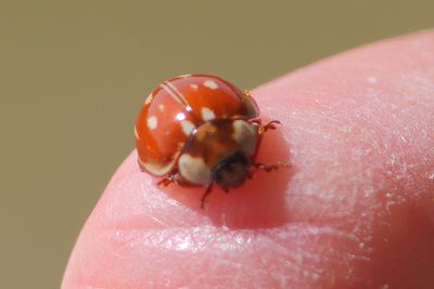 Gestreept Lieveheersbeestje