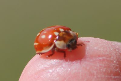 Gestreept Lieveheersbeestje