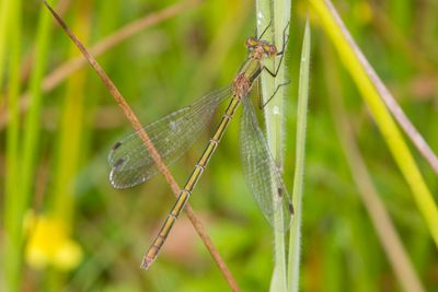 Lestes sponsa - Common Emerald Damselfly