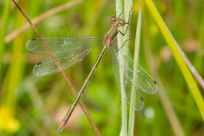 Lestes sponsa - Common Emerald Damselfly
