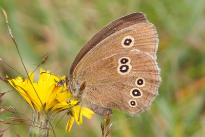 Aphantopus hyperantus - Ringlet