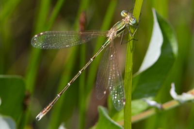 Lestes barbarus - Southern Emerald Damselfly