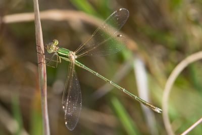 Lestes barbarus - Southern Emerald Damselfly