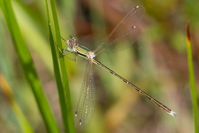 Lestes barbarus - Southern Emerald Damselfly