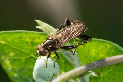 Chalcosyrphus nemorum - Small Leafwalker